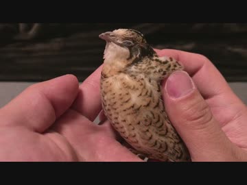 【ヒメウズラ】里芋のあくび　その１