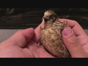 【ヒメウズラ】里芋のあくび　その２
