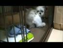 【ししまる 044】サークル破壊活動