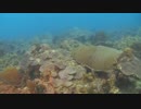 Undiscovered WORLDと海の映像