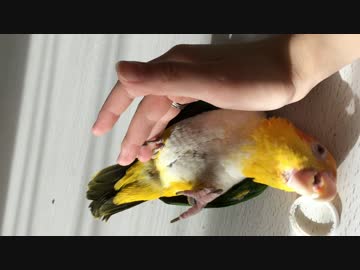 あそぶシロハラインコ