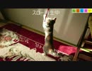 【ねこしまい】024　ねこじゃらし（Cat Sister）