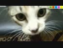 【ねこしまい】027　おやつを前に（Cat Sister）