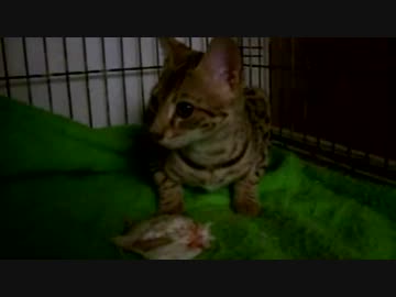 じゃぱりまん争奪戦に完勝したサーバルちゃんUC