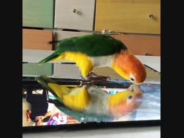あそぶシロハラインコ２