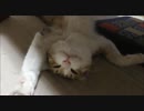 下僕よ、おやつを持って来い。
