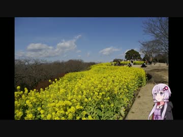 【初投稿】ゆかりさんと行く二宮_吾妻山【車載動画】