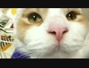 魚眼ねこひつじ レイ