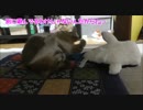 ツンデレ猫様がぬいぐるみに大興奮。