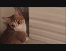お風呂に侵入してバスマットを噛み噛みしちゃう猫様。