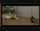 【ウサギ】のえちゃんジャンプ・ターン・ダイブ