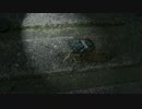飛べない蝉は夜に鳴く
