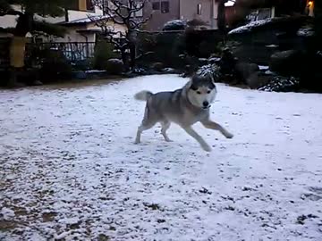 シベリアンハスキー　雪だ！！　その１