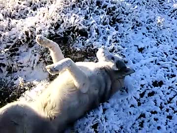 シベリアンハスキー　雪だ！！　その２