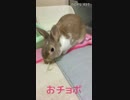 おチョボ(๑˃̵ᴗ˂̵) チモシーもぐもぐtime٩(^‿^)۶