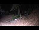 【心霊スポット】一人ガンバレ森島アーカイブ2016年12月21日【滝山城址編】チラ見せ