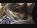 布団をふみふみふみふみふみふみふみふみふみふみふみふみふみ