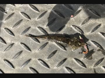 釣り動画ロマンを求めて　29釣目（磯子海づり施設）