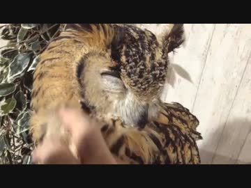 ベンガルワシミミズクをモフる。