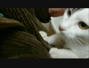 エンジン吹かして飼い主をあおる事を覚えてしまった猫
