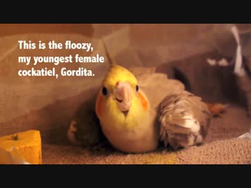 赤ちゃん オカメインコ 成長はやっ！ 2匹の産まれて30日間
