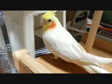 【オカメインコ】りりぃハウスにぽてちょ言いながら入って行くぅうう♪