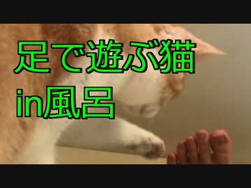 飼い主と一緒にお風呂に入り、飼い主の足で遊ぶにゃんこ