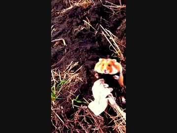 ξ　ハムスター　つかまえに行くよ①　ξ