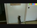 【ねこしまい】025　キョウコさんひとりあそび（Cat Sister）