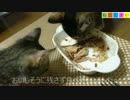 【ねこしまい】029　焼きかつお（Cat Sister）