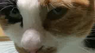 [ゆっくり猫動画]　15　ふみふみすと椛さん