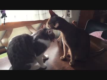自分よりでかい後輩猫のお世話をしてあげる先輩猫