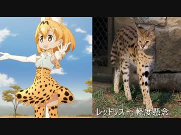 フレンズ化前の姿を紹介するよ【１話～５話】