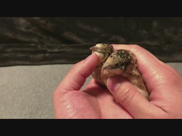 【ヒメウズラ】２匹同時に気持ちよくなってもらった