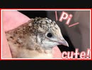ヒメウズラの鳴き声がかわいい