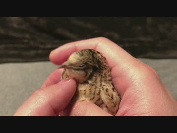 【ヒメウズラ】３号ちゃんはマッサージが好き