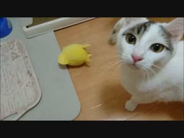 「さあご飯だ」って時に蘭が謎の失踪w気になるけどとりあえず食べる蓮