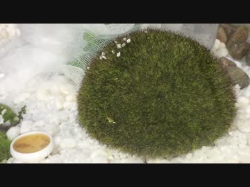 蟻戦争＃94 　トビシワVSクロオオ～にらみ合う両者～編