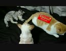 チョコと幼猫