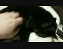 【333】ジャン❤︎ポン　妹のポンちゃんのお腹を撫でる