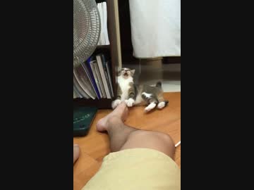 フレーメン反応の限界を超えた猫
