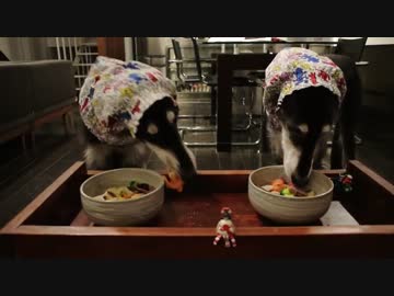 犬のおせち　2017