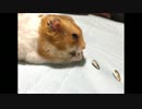 ハムスターにバレンタインプレゼントをあげてみた