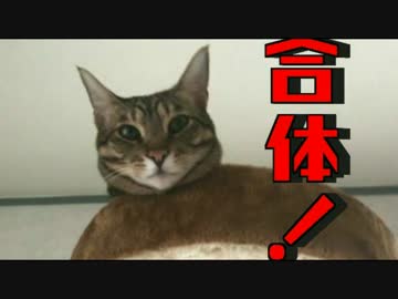 キャットタワーと合体した猫【ニャンダと巨像】