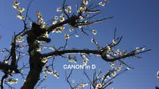 CANON in D カノン