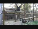【池田動物園】　めっちゃ鳴くフクロテナガザル