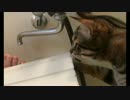 お風呂場ではしゃぐ猫たち！＆壊れた飼い主