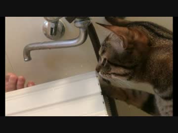 お風呂場ではしゃぐ猫たち！＆壊れた飼い主