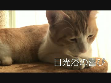 日光浴の喜びを知った猫たち【ティガロビ生活記】