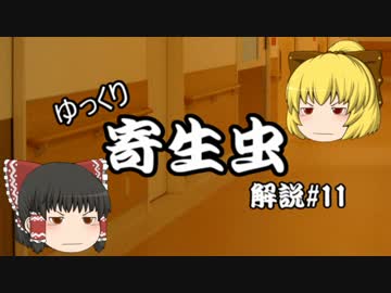 【ゆっくり解説】ゆっくり寄生虫解説#11~肝吸虫~